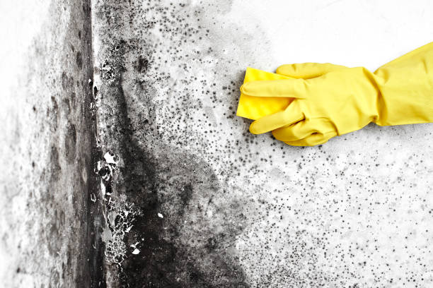 Best Mold Cleaning Services  in Mills, WY