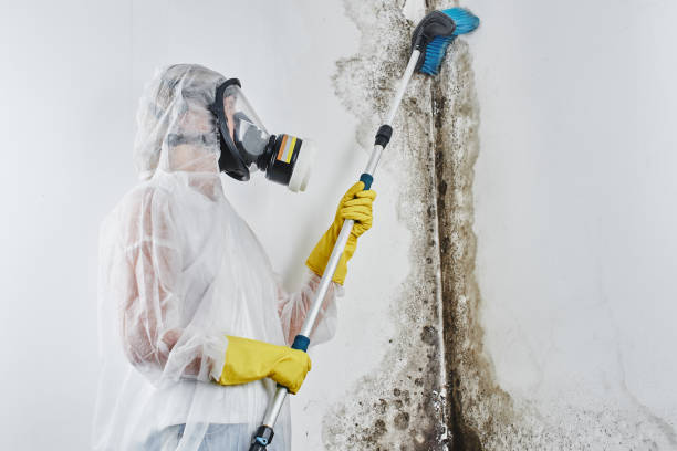 Best Professional Mold Removal  in Mills, WY