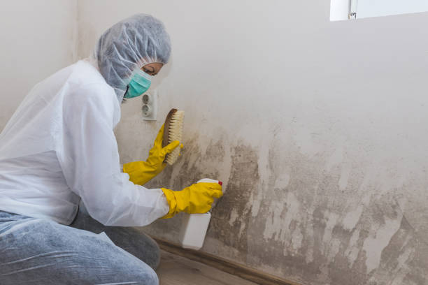 Best Commercial Mold Removal  in Mills, WY