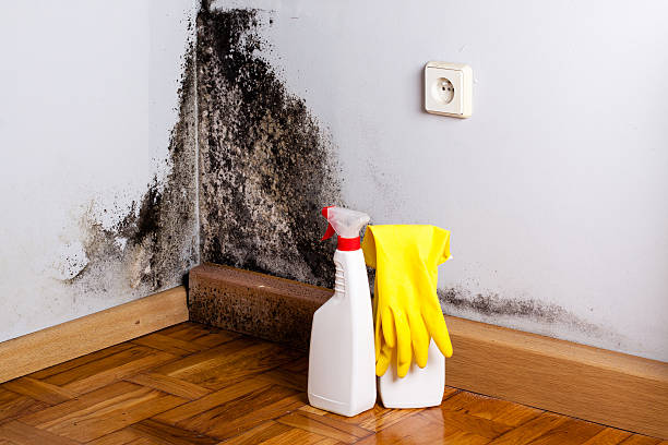 Best Residential Mold Removal  in Mills, WY