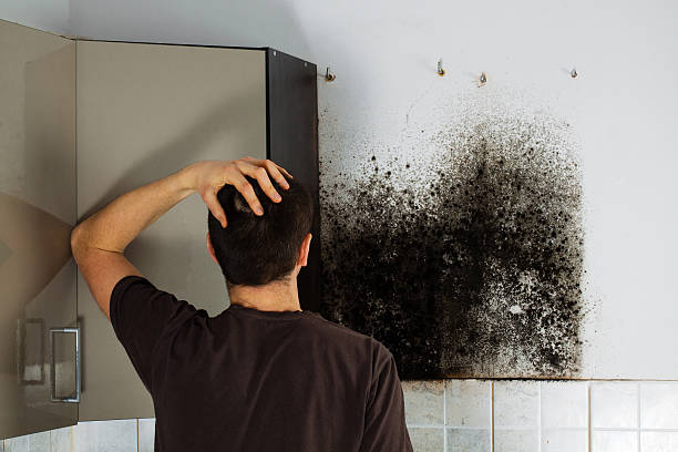 Best Best Mold Removal Companies  in Mills, WY