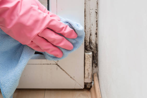 Best Black Mold Removal  in Mills, WY